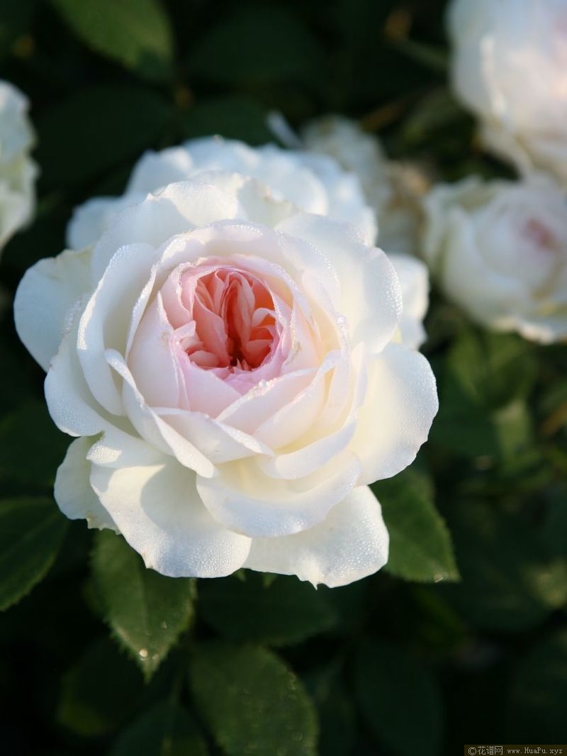 Stephanie Baronin zu Guttenberg斯蒂芬妮古城堡