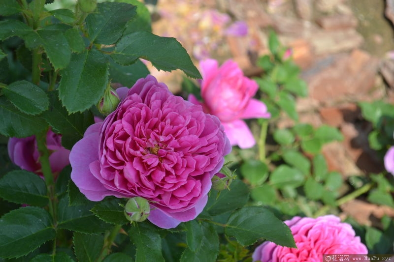 princess anne安妮公主 月季的优缺点与资料品种介绍 – 花谱网