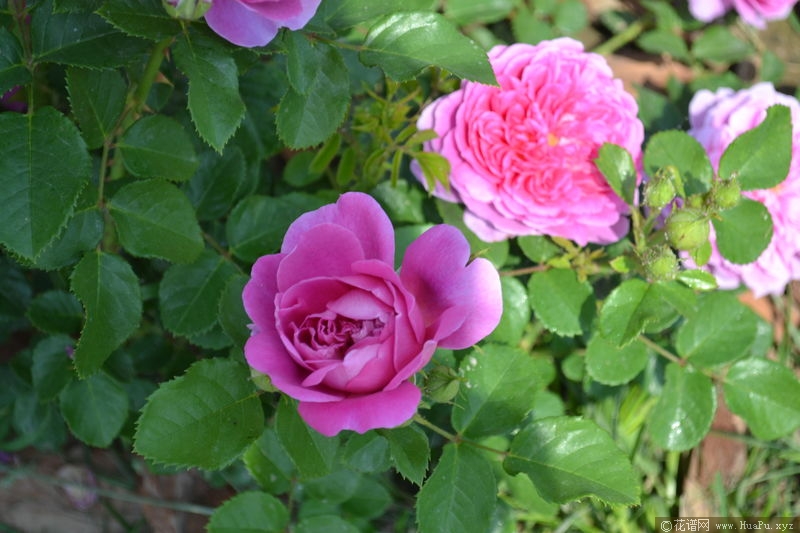 princess anne安妮公主 月季的优缺点与资料品种介绍 – 花谱网