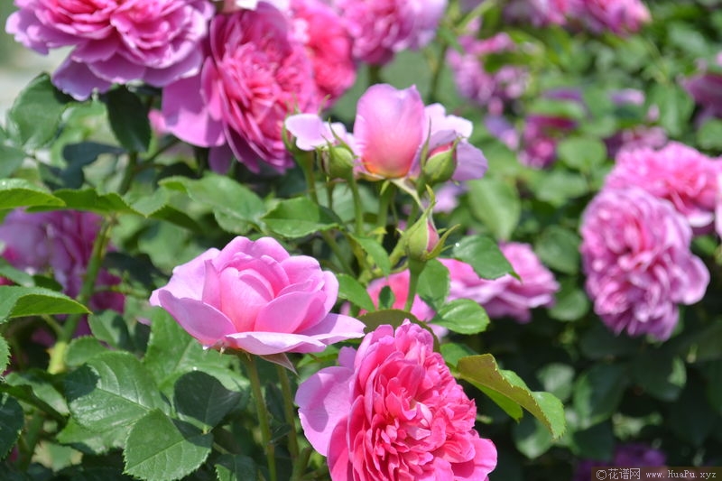 Princess Anne安妮公主