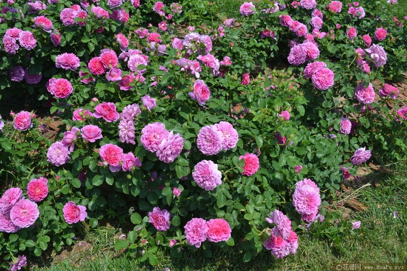 Princess Anne安妮公主
