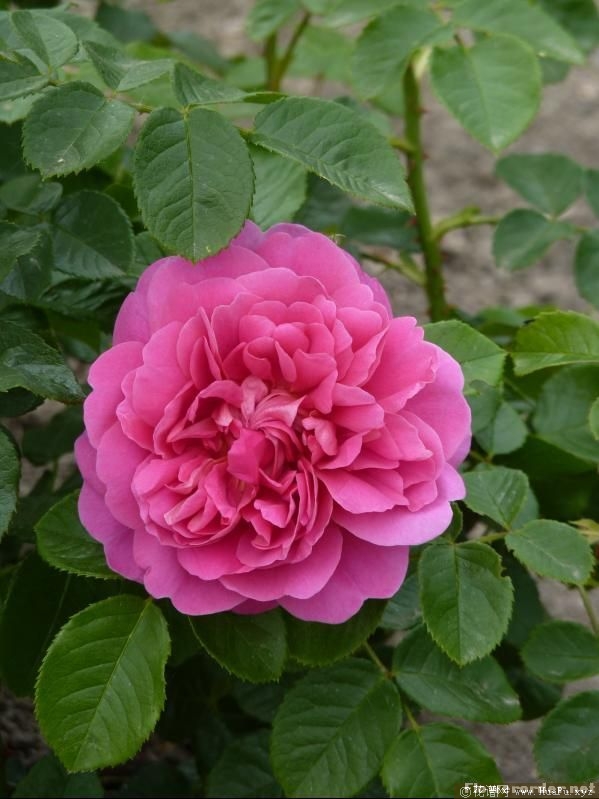 Princess Anne安妮公主