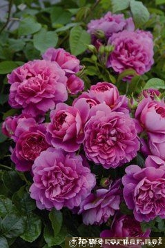 Princess Anne安妮公主