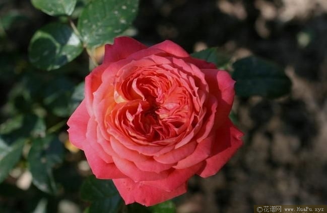 Queen of Hearts 红桃皇后