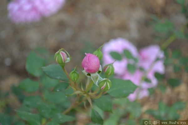 Sister Elithabeth伊丽莎白修女