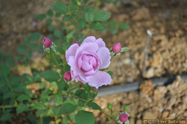 Sister Elithabeth伊丽莎白修女