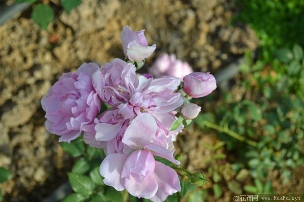 Sister Elithabeth伊丽莎白修女