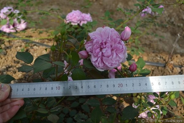 Sister Elithabeth伊丽莎白修女