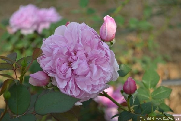 Sister Elithabeth伊丽莎白修女