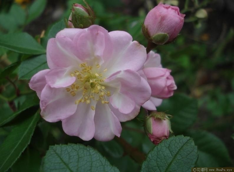 Perennial Blush不眠羞涩 