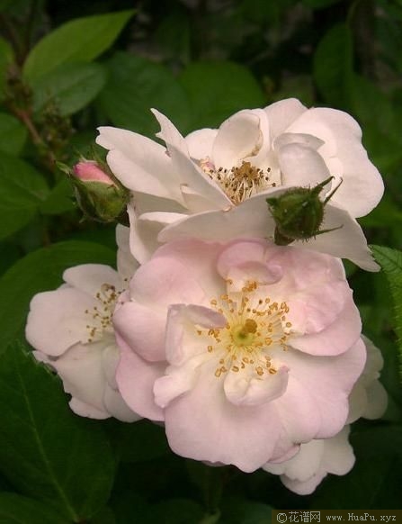 Perennial Blush不眠羞涩 