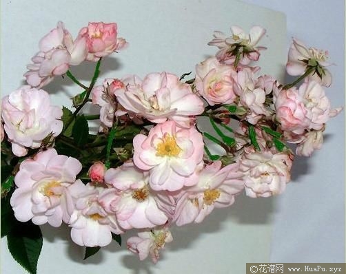 Perennial Blush不眠羞涩 