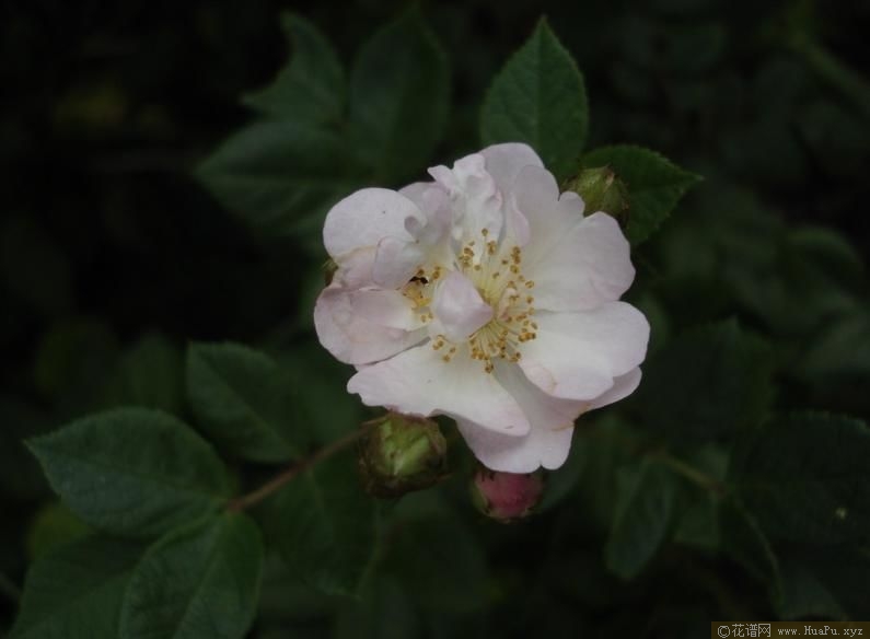 Perennial Blush不眠羞涩 