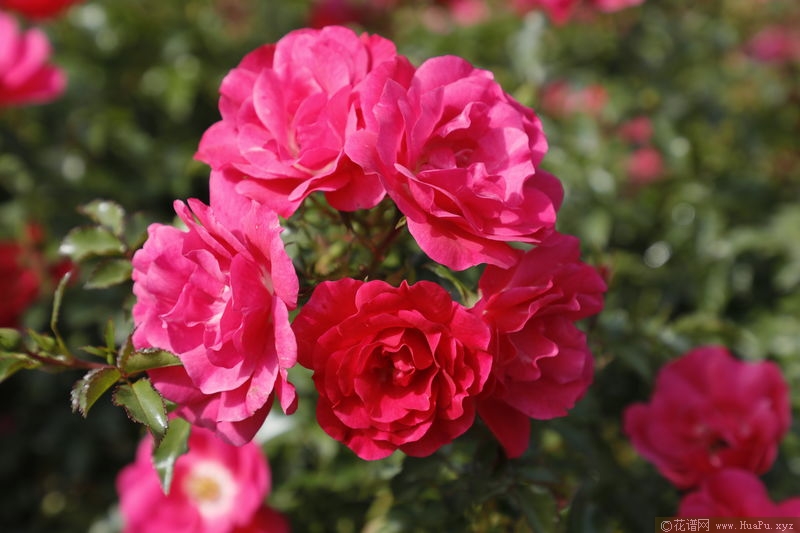 Pink Carpet粉色地毯 