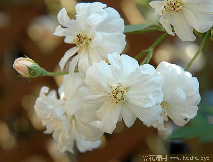 Snow Goose雪雁