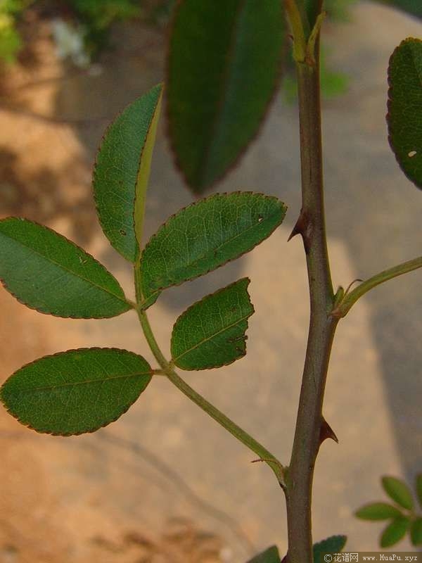 var. alba plena白木香 