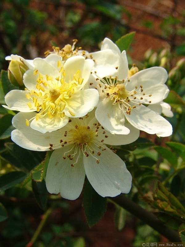 var. alba plena白木香 