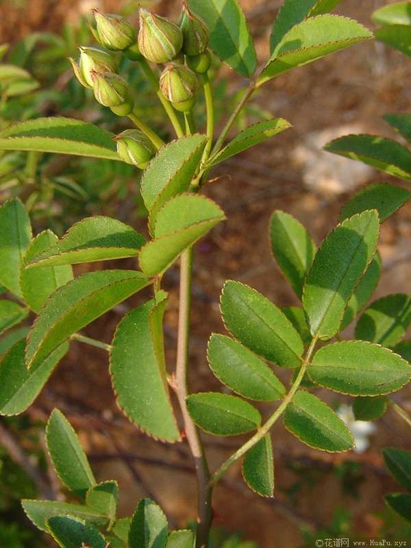 var. alba plena白木香 