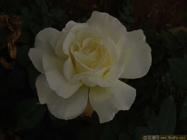 Purity纯洁