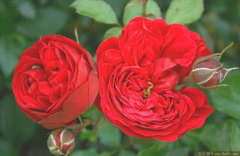 Out of Rosenheim 甜蜜咖啡屋 