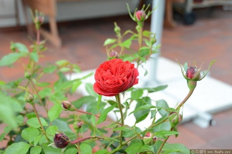 Out of Rosenheim 甜蜜咖啡屋 