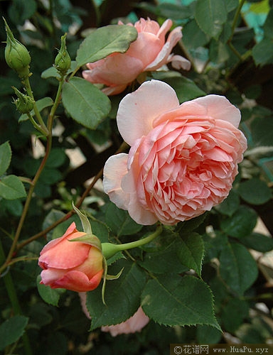 William Morris莫里斯 