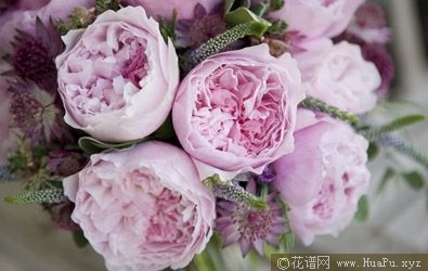 Rosalind罗莎琳达 