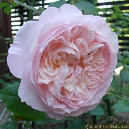 Rosalind罗莎琳达 