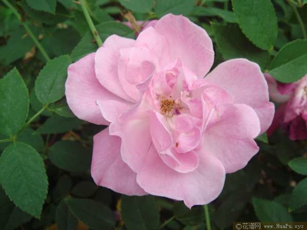 Old Blush月月粉 