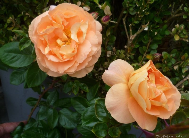 Soeurs Tatin 苹果挞姊妹 