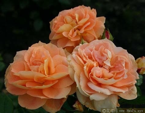 Soeurs Tatin 苹果挞姊妹 