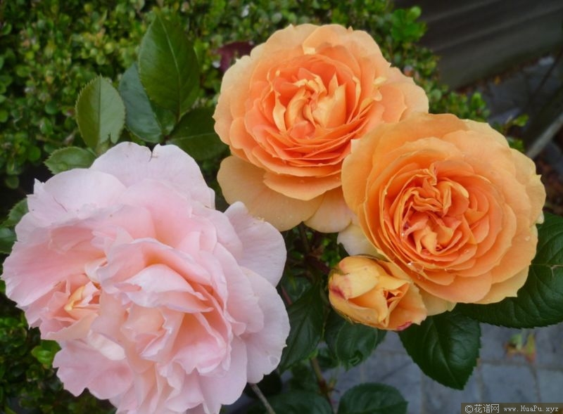 Soeurs Tatin 苹果挞姊妹 