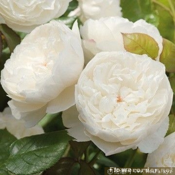 William and Catherine威廉与凯瑟琳