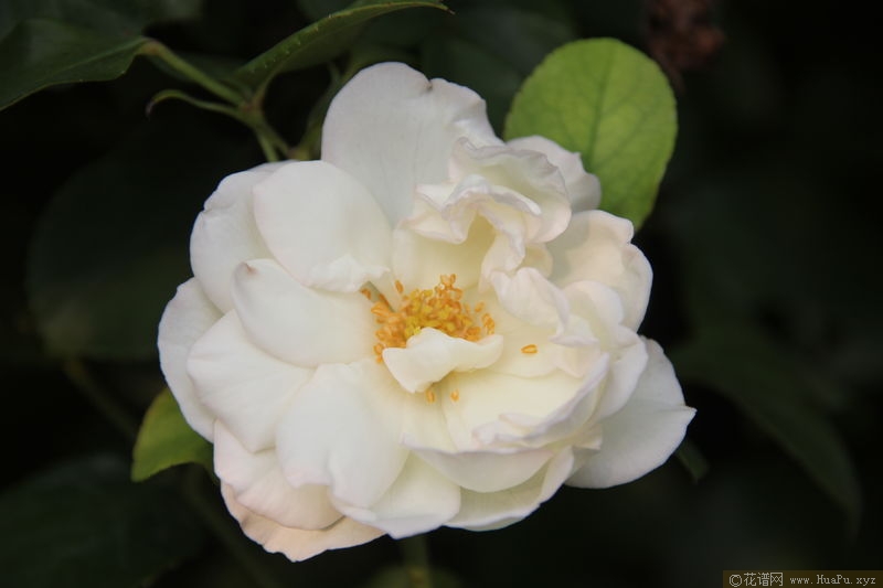 White Meidiland白梅地兰 