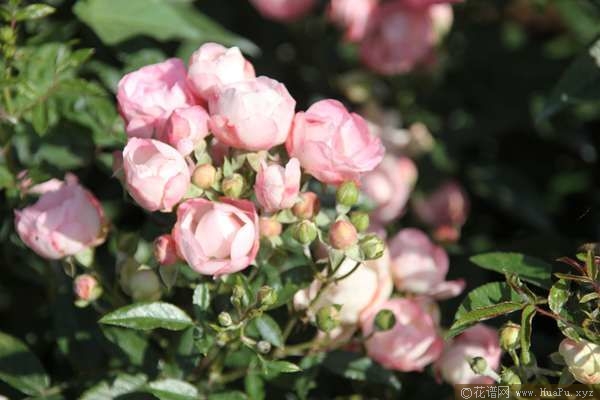 Pink Koster粉克斯特