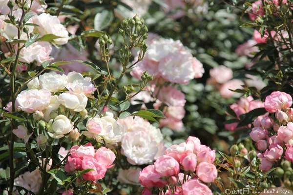 Pink Koster粉克斯特
