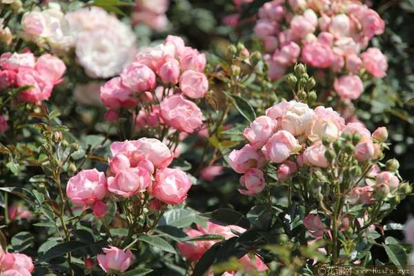 Pink Koster粉克斯特