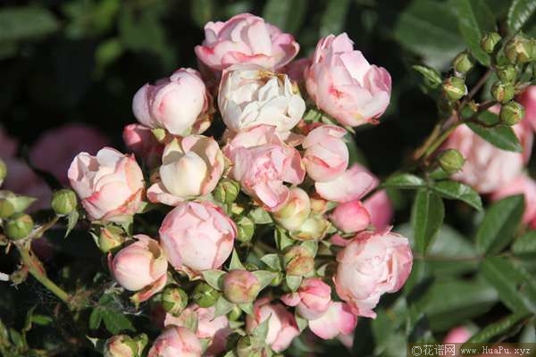 Pink Koster粉克斯特