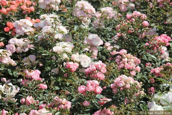 Pink Koster粉克斯特