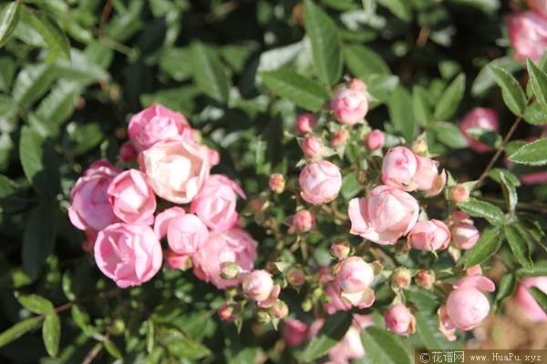 Pink Koster粉克斯特