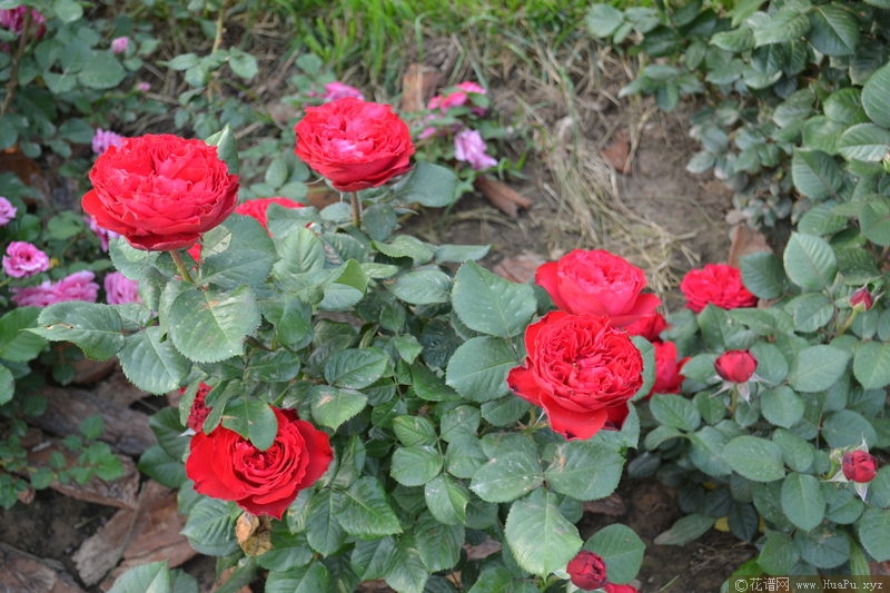Traviata茶花女