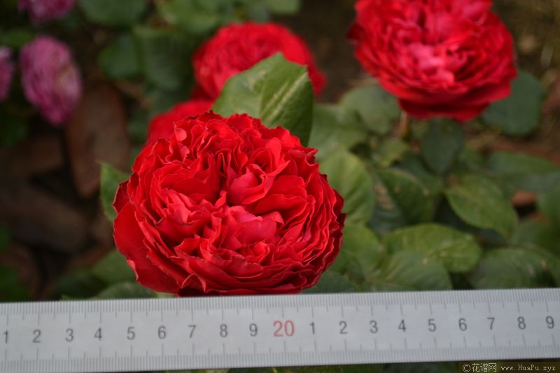Traviata茶花女