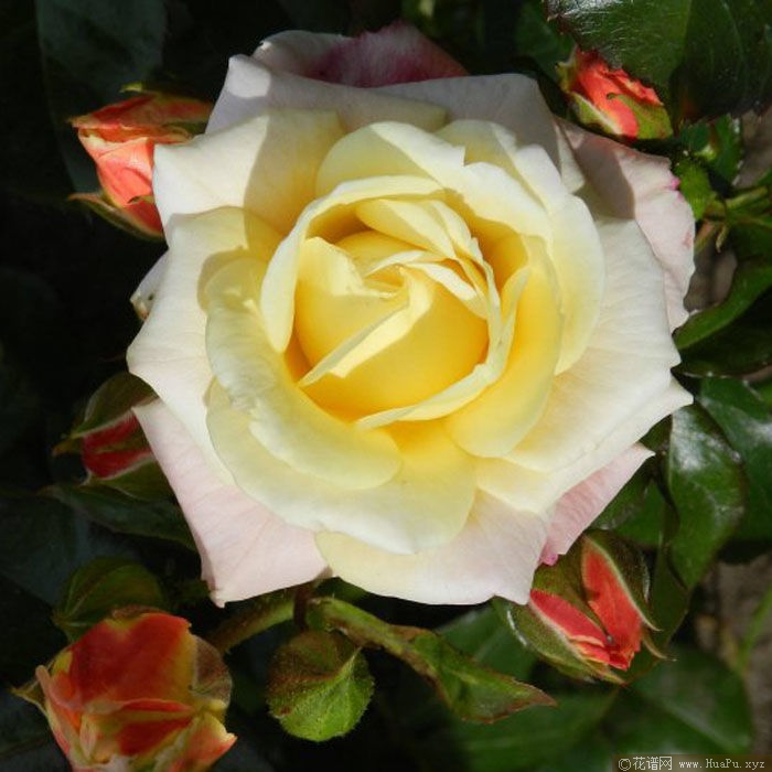 Rose der Hoffnung希望玫瑰 
