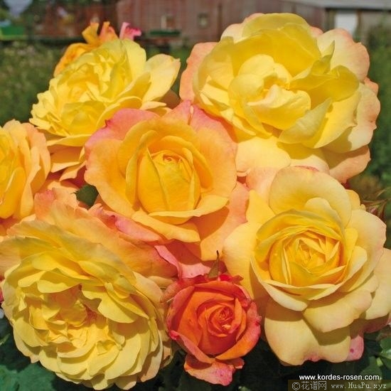 Rose der Hoffnung希望玫瑰 