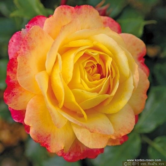 Rose der Hoffnung希望玫瑰 