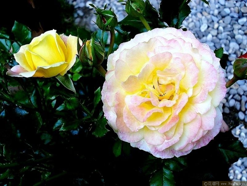 Rose der Hoffnung希望玫瑰 