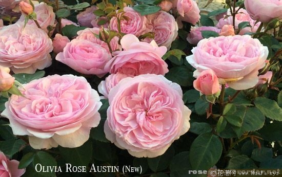 Olivia Rose Austin奥利维亚·罗斯·奥斯汀 