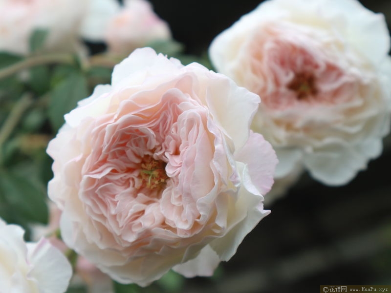 The Albrighton Rambler奥尔布莱顿 