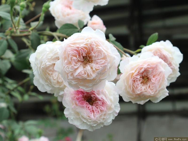 The Albrighton Rambler奥尔布莱顿 