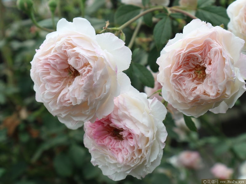 The Albrighton Rambler奥尔布莱顿 